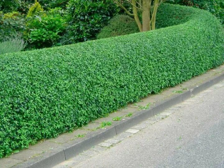De juiste haag voor uw tuin uitkiezen