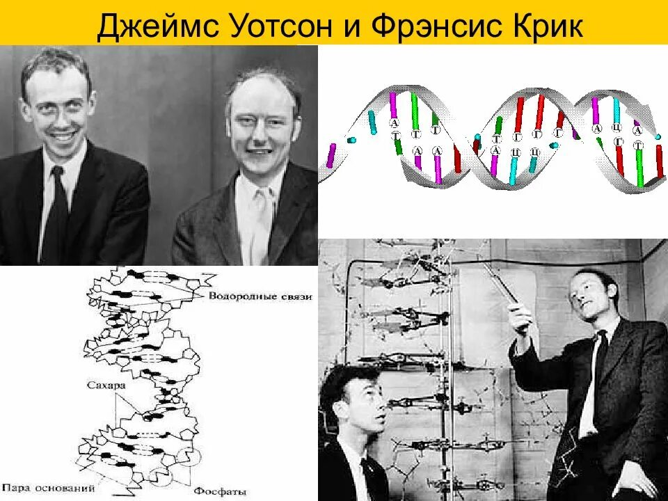 Дж Уотсон и ф крик. Фрэнсис крик ДНК. Дж крик