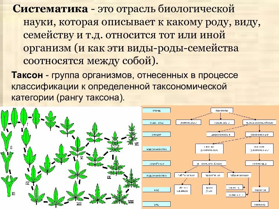 Что является органическими миром. Систематика. Принципы систематики организмов. Систематика в биологии. Принципы систематика.