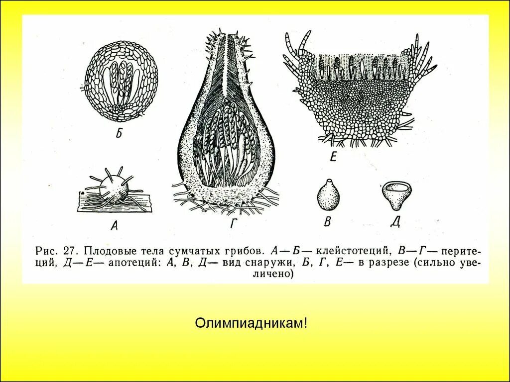 Плодовые тела аскомицетов. Аскомицеты плодовые тела. Плодовые тела аскомицетов. Аскомицеты плодовые тела. Аскомицеты плодовые тела.