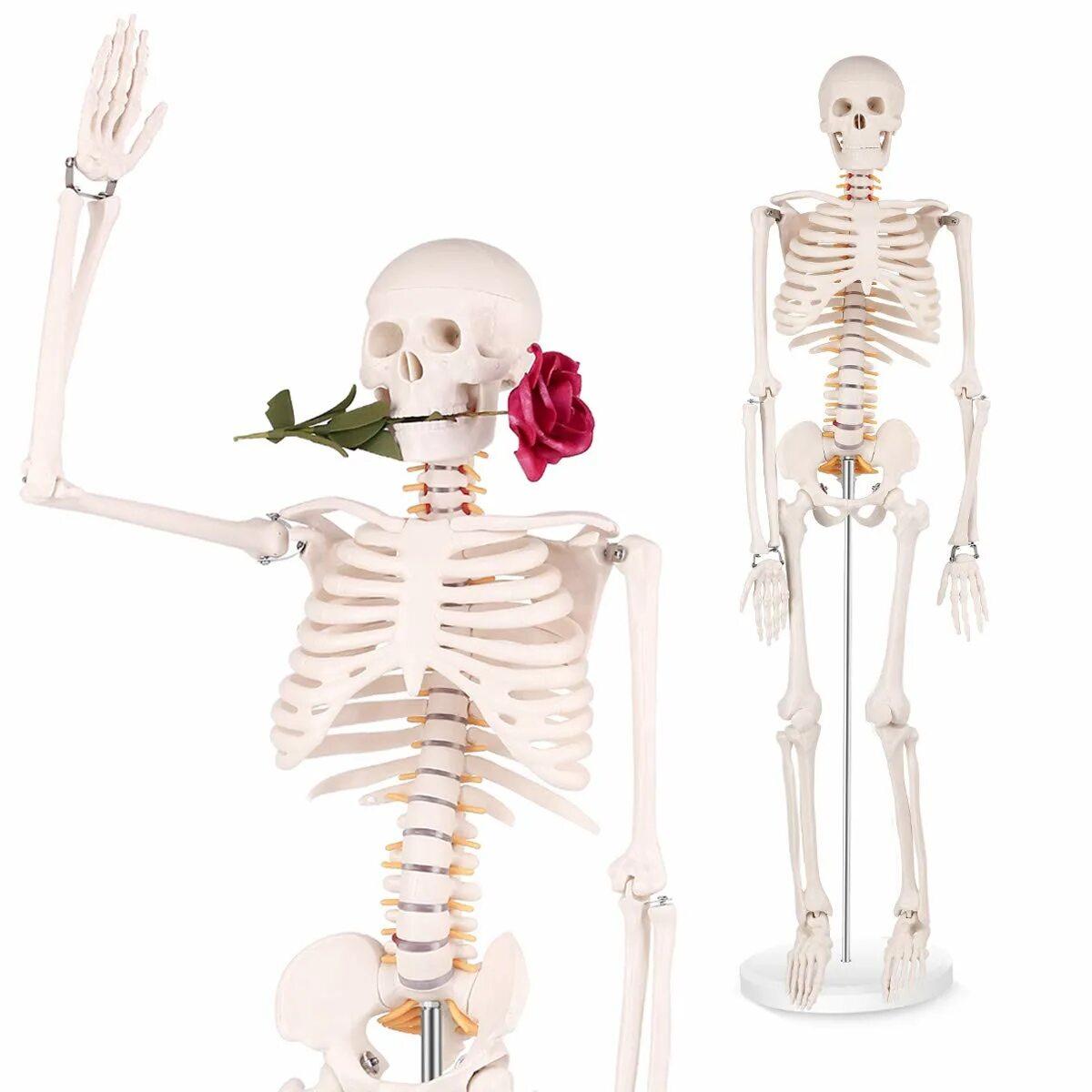 Скелет человека. Скелет человека со всех сторон. Идеальный скелет человека. Мини скелет человека.