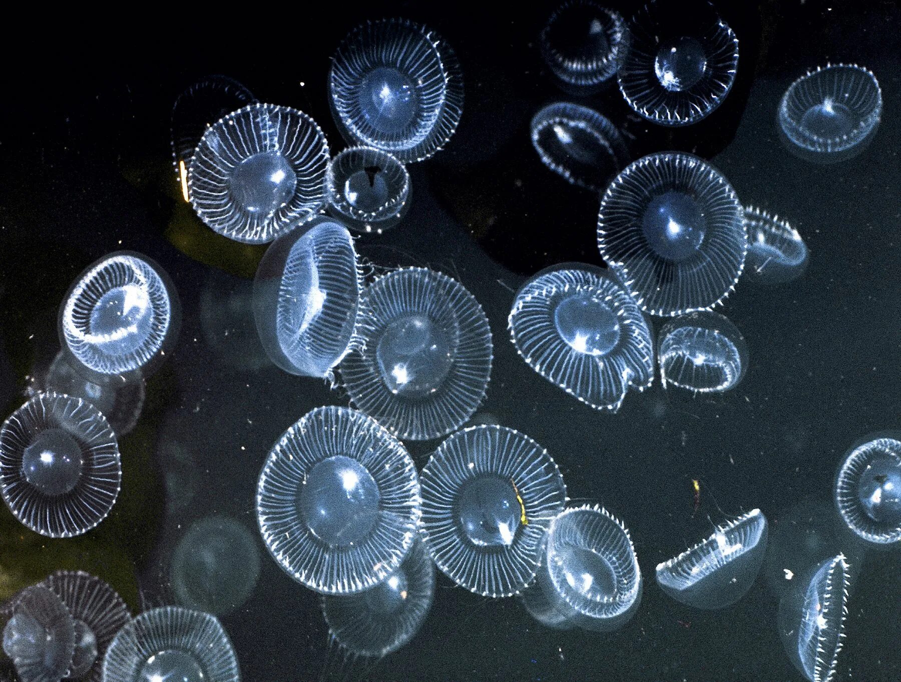 Планктон мирового океана. Биолюминесценция медузы Aequorea. Aequorea Victoria (медуза-Кристалл). Зоопланктон медуза. Медуза планктон.