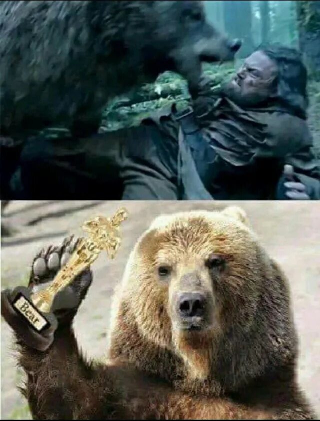 Как получить медведя