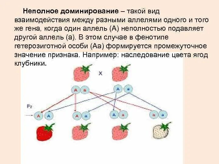 Закон неполного доминирования схема. Опыты Менделя неполное доминирование. Неполное доминирование генетика. Неполное доминирование признака. Принцип неполного доминирования