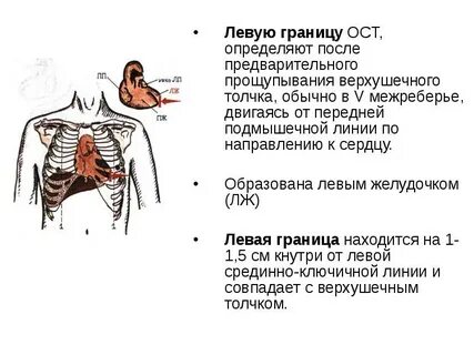 Верхняя и нижняя граница сердца