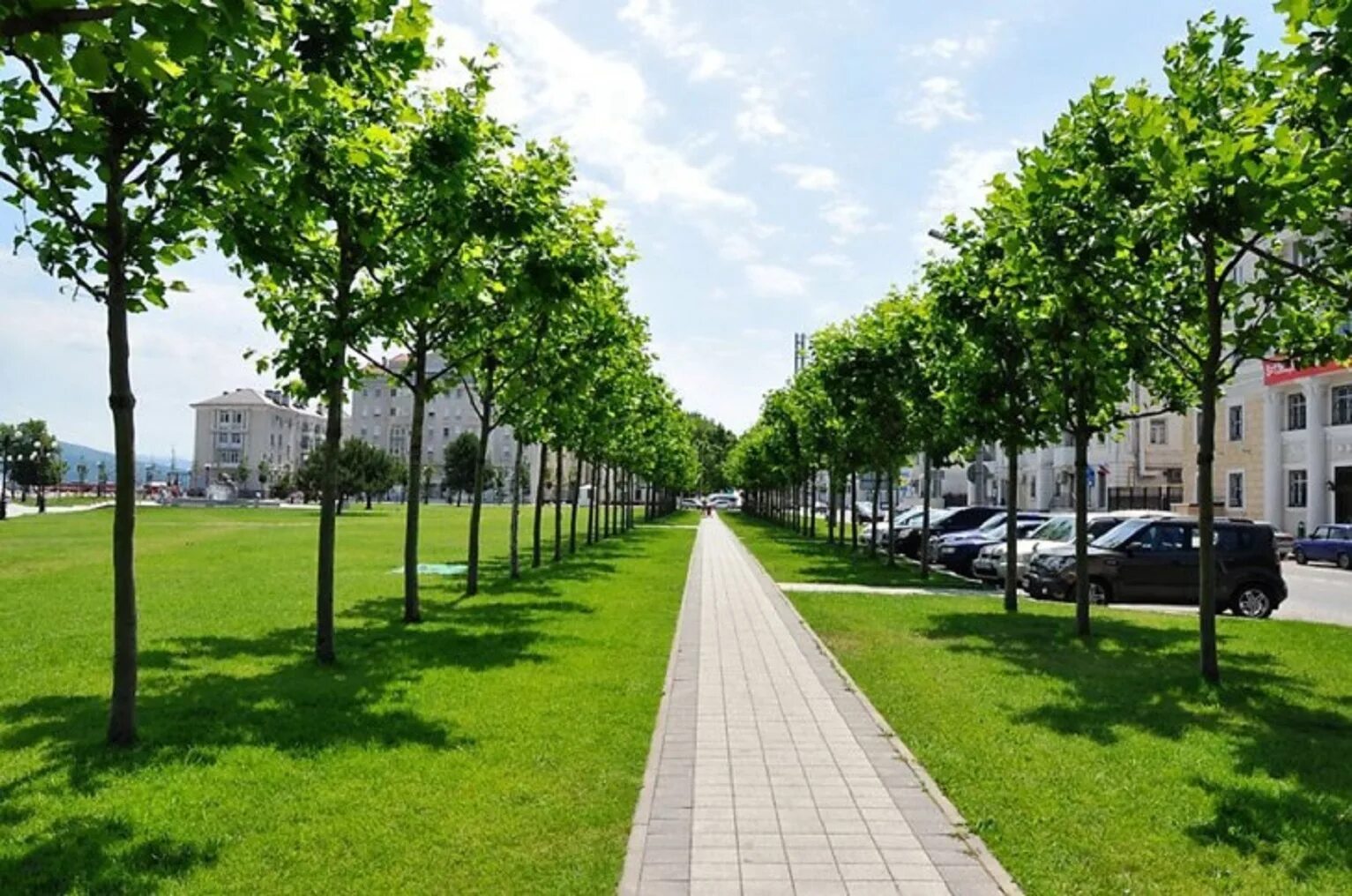 Street trees. Сквер Платан Краснодар. Липа мелколистная аллея. Липовая аллея Липецк Нижний парк. Зеленые насаждения Белгород.