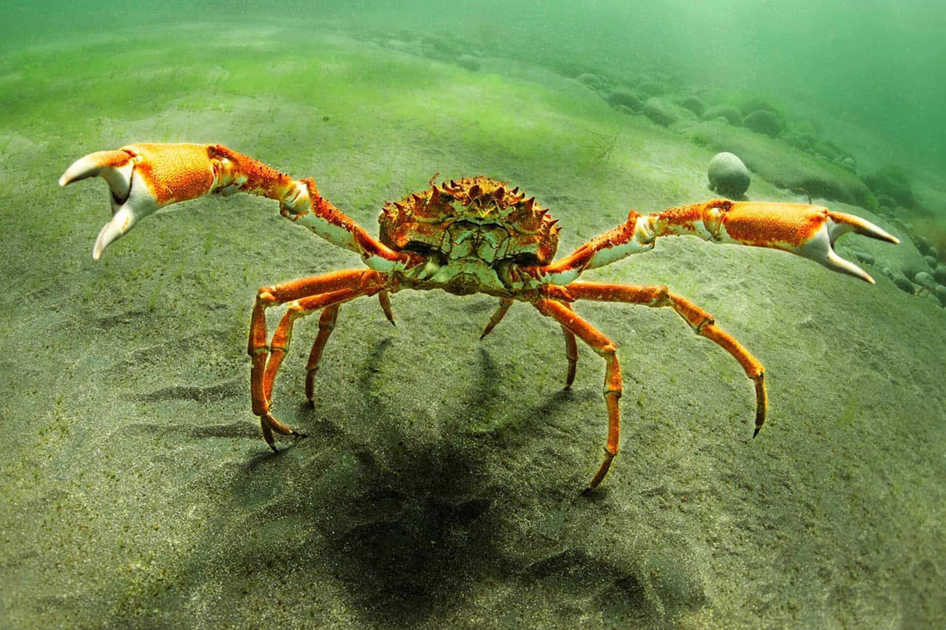 Что такое краб. Камчатский краб морской паук. краб паук черного моря. краб фото. морской паук в черном море.