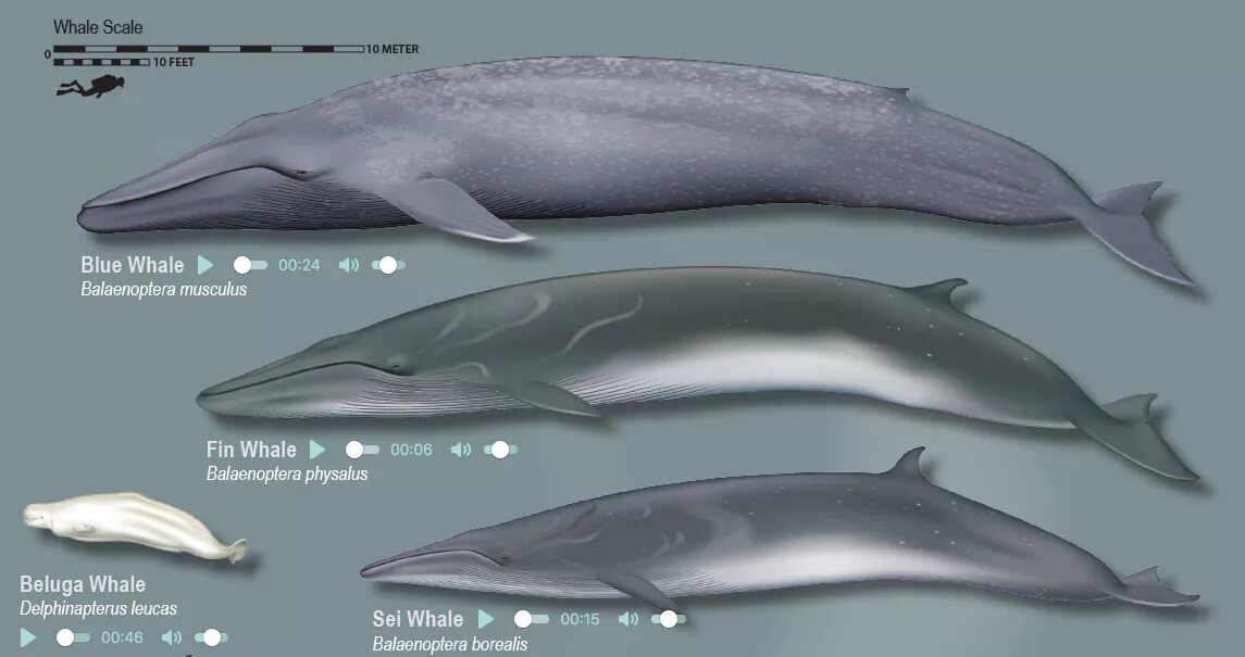 Fin of the first