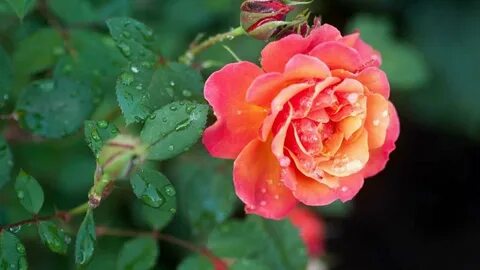 Поставь rose