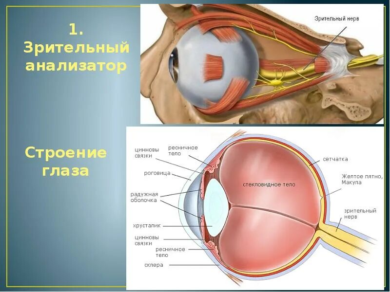 Периневральное пространство зрительного нерва. Зрительный нерв глаза анатомия. Глаз строение глаза макула. Строение глаза желтое пятно. Строение глаза и глазного нерва.