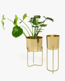 Gold plant
