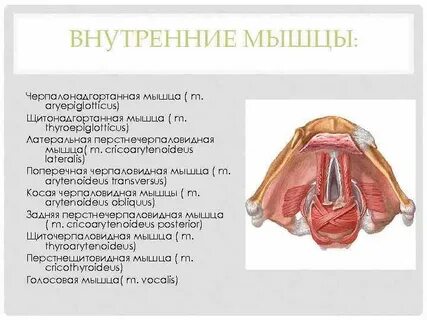 Голосовая мышца