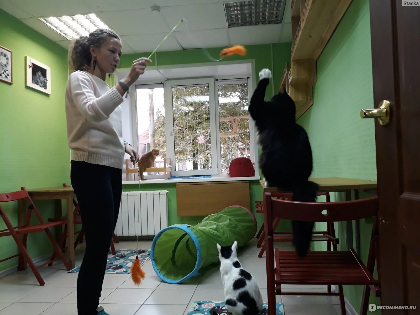 Котокафе кудрово
