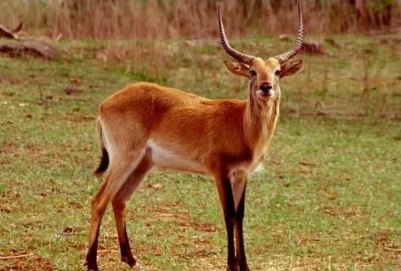 Болотный козел. Антилопа редунка. Обыкновенный редунка. Common Reedbuck антилопа. Горный редунка.