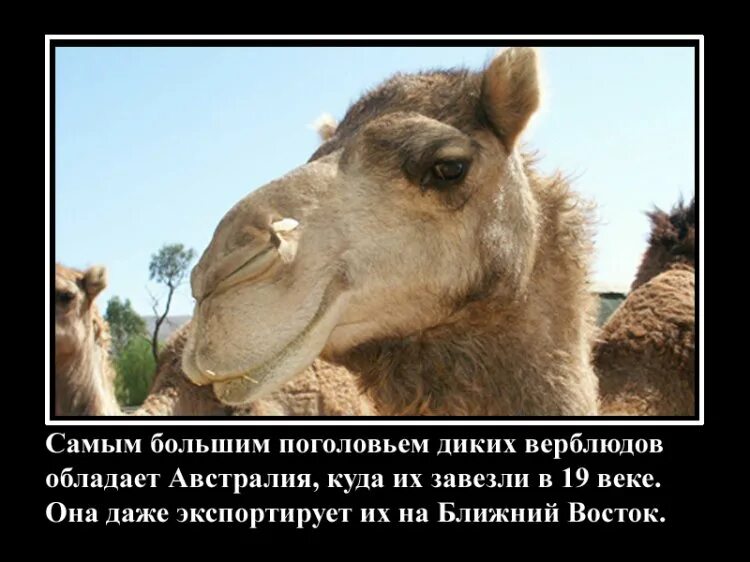 Факты о животных и людей. Другие интересности о животных. забавно но факт. необычные факты о российском животном. факты о животных с субтитрами русскими.