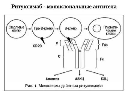 Моноклональные антитела механизм
