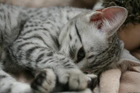 Египетская мау котенок