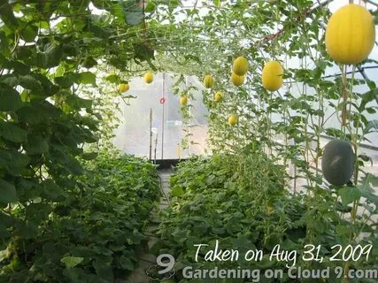 Арбузы дыни в теплице