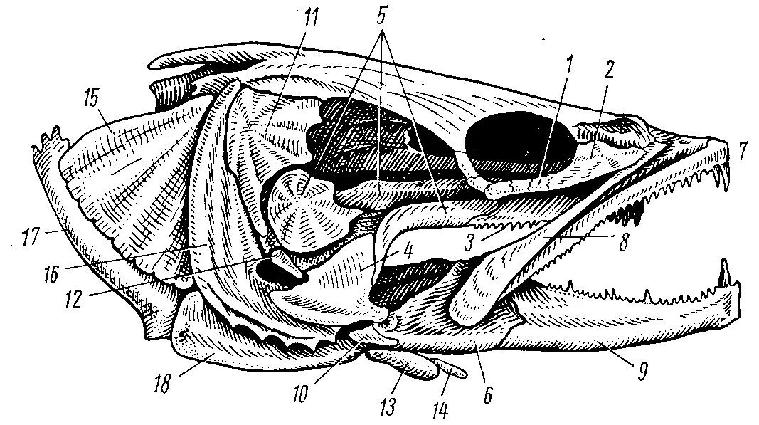 Череп судака сбоку. Висцеральный череп судака. Висцеральный череп костных рыб. Строение черепа костистой рыбы. Череп костной рыбы