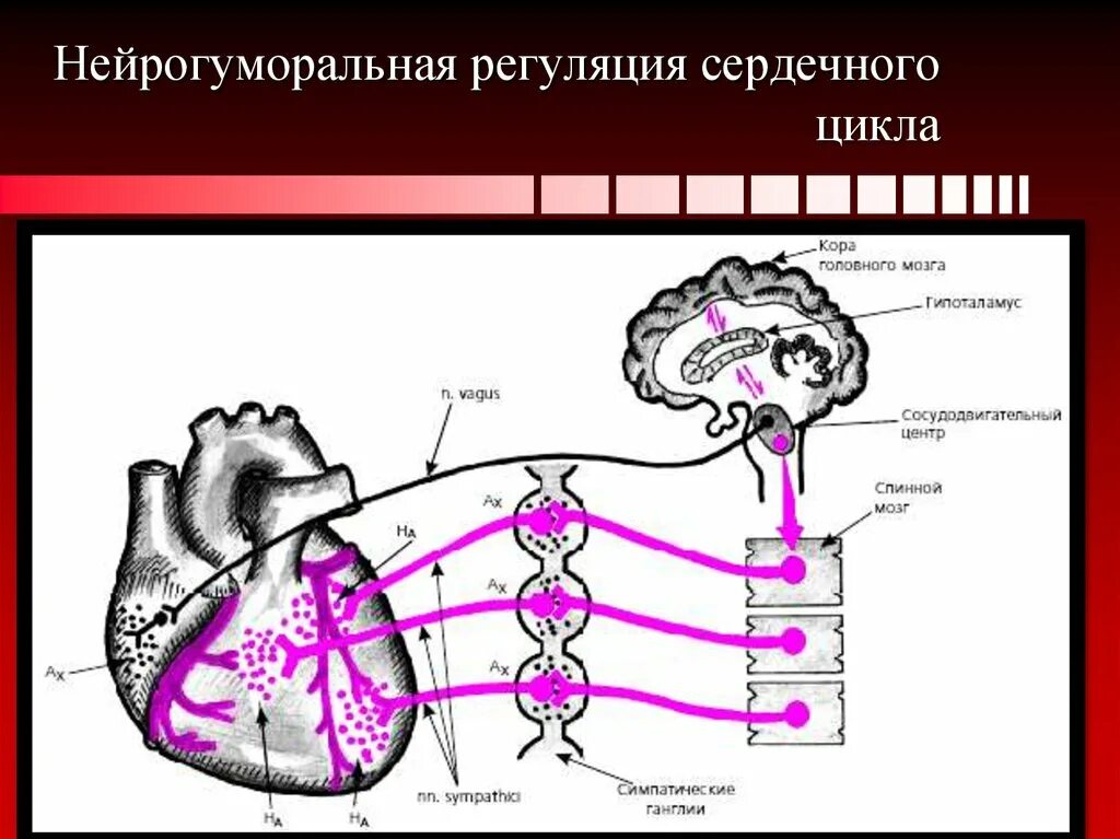 Гуморальная регуляция мозга. Нейрогуморальная система регуляции. Нейрогуморальная регуляция схема. Нейро-гуморальгнаярегуляция. Нейро гуморальная регуляция это.