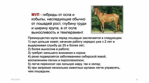 Чем отличается осел от ишака