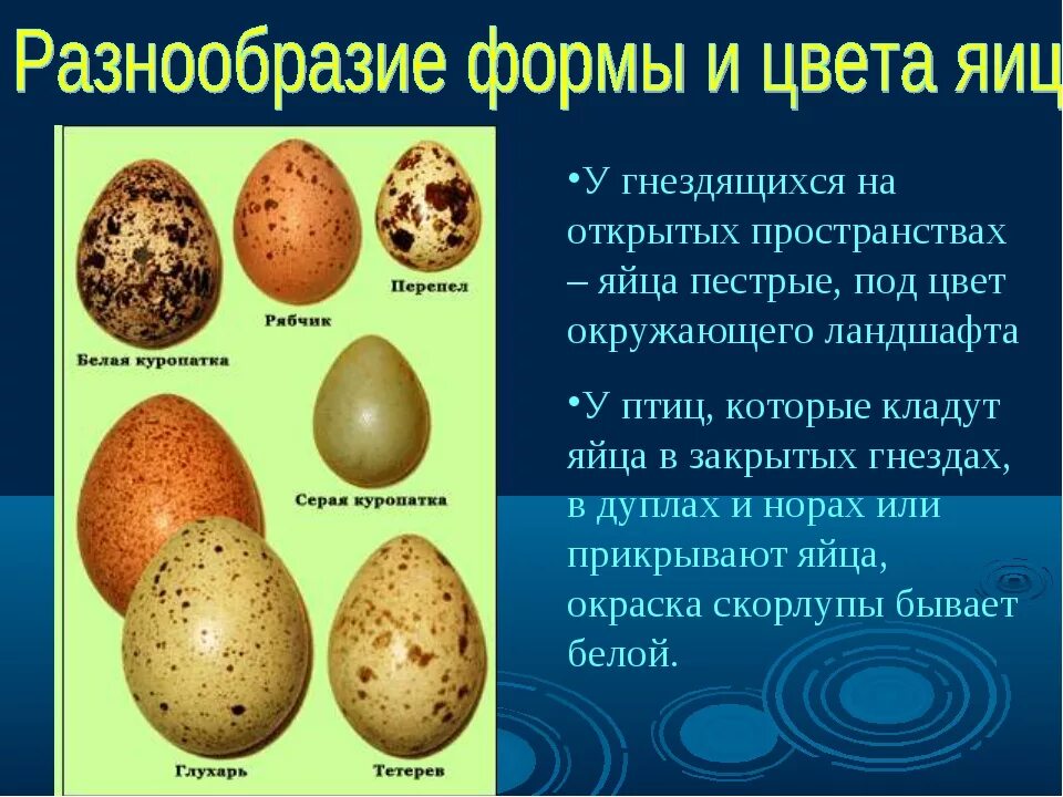 Особенности яйца птиц. Разновидности яиц. Форма яиц птиц. Окраска яиц птиц. Разновидность яиц съедобных.