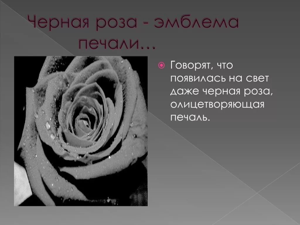 Черные розы значение. Черные розы скорби.