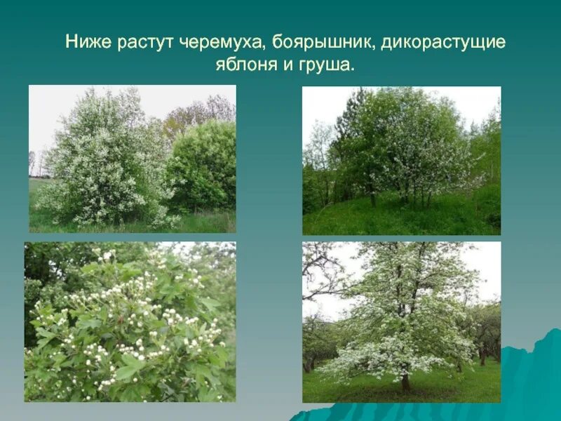 Рябина ярус. 3 ярус кустарники. Осина ярус леса. Второй ярус низкорослые деревья. Черемуха ярус.