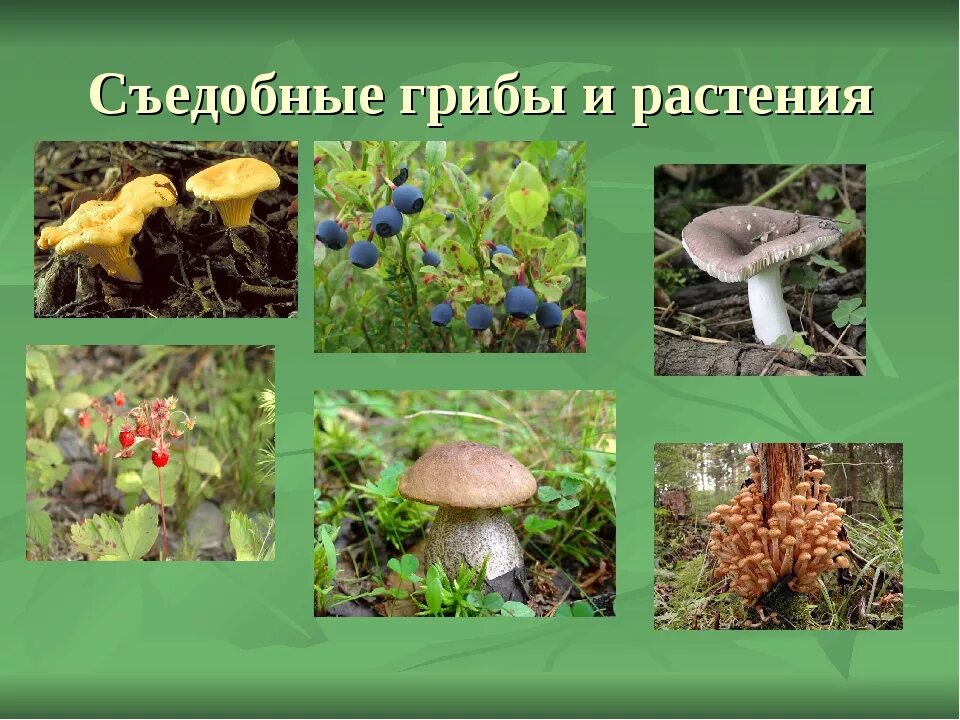 Съедобные и несъедобные растения и грибы. Лесные растения со съедобными грибами. Съедобные и несъедобные грибы и ягоды. Съдобные и не съдобные ягоды и грибы.