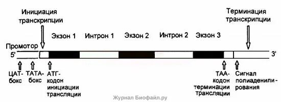 Строение Гена Интрон Экзон. Структура эукариотического Гена экзоны и интроны. Интрон Экзон структура Гена. Интрон экзонная структура генов у эукариот.