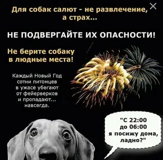 Собака боится фейерверков