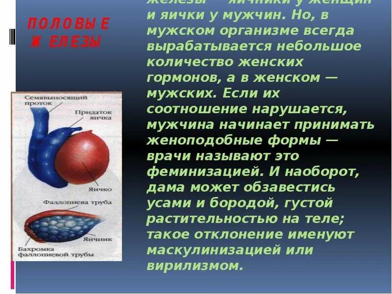 Мужская половая железа семенник. Гормоны яичка. Семенники вырабатывают гормон. Какие гормоны вырабатывают яички. Гормоны яичек и их функции.