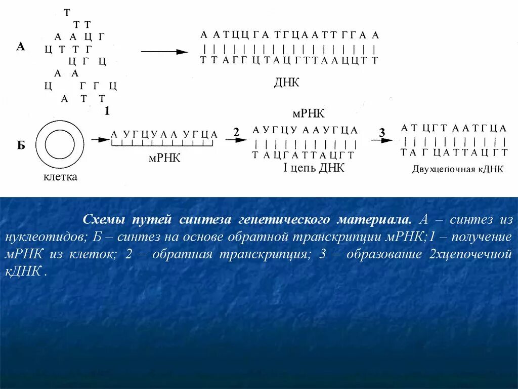 Короткие цепи днк. ДНК В МРНК. Синтез МРНК. Комплементарные цепи ДНК антипараллельны. Две комплементарные цепи ДНК.