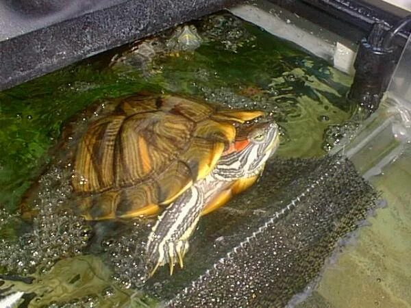 Сколько красноухая может без воды. Красноухая черепаха взрослая. Красноухая черепаха большая. Баскинг красноухая. Яйца красноухой черепахи.