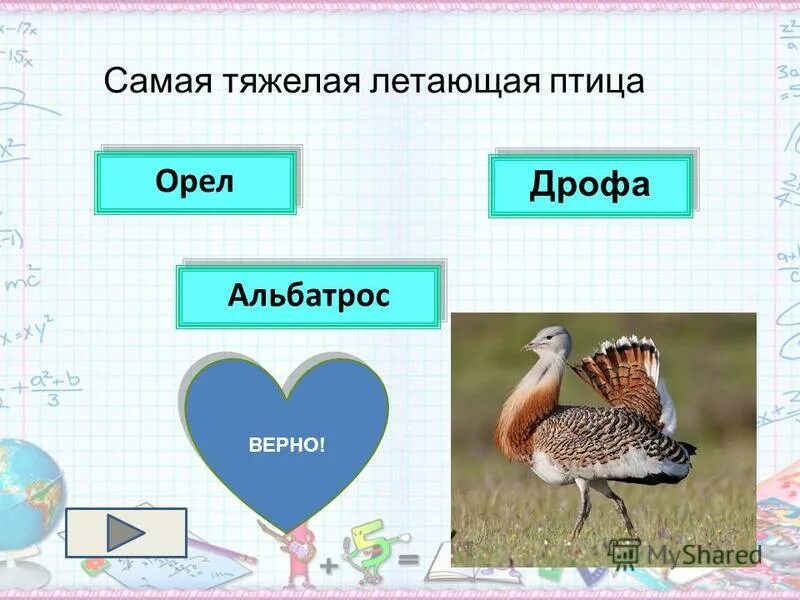 и мужское имя птица из дрофиных