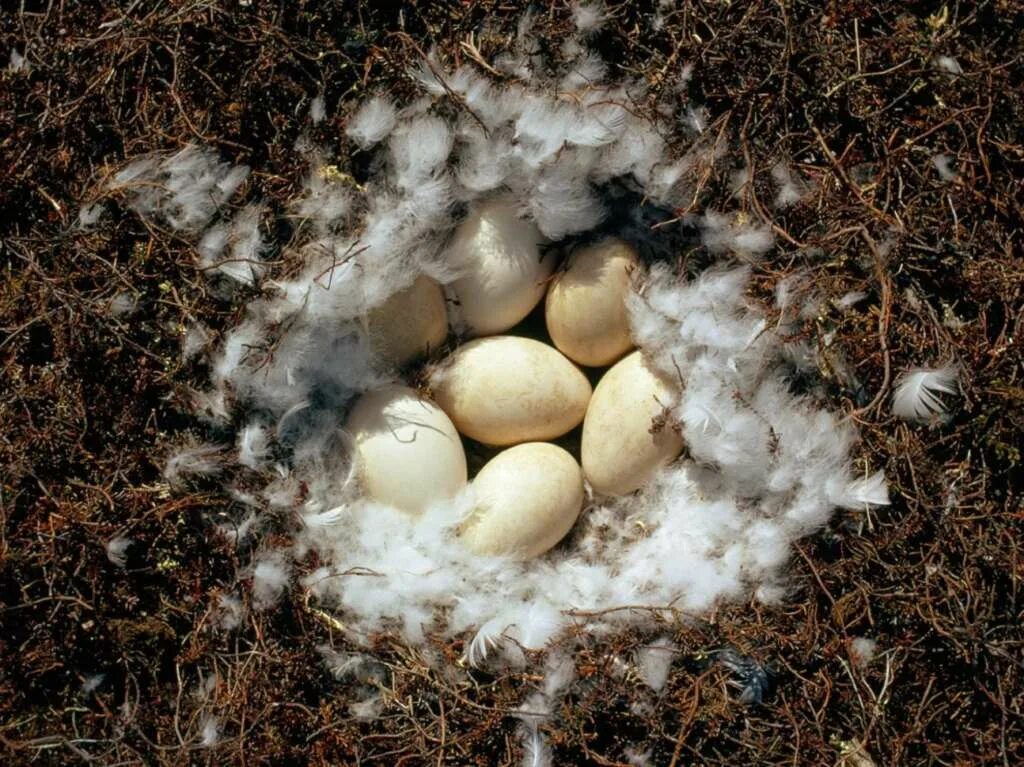 Сколько сидят гуси. Гусыня и гусиное яйцо. Гусыня высиживает яйца. Гнездо кряквы. Гусиное гнездо.