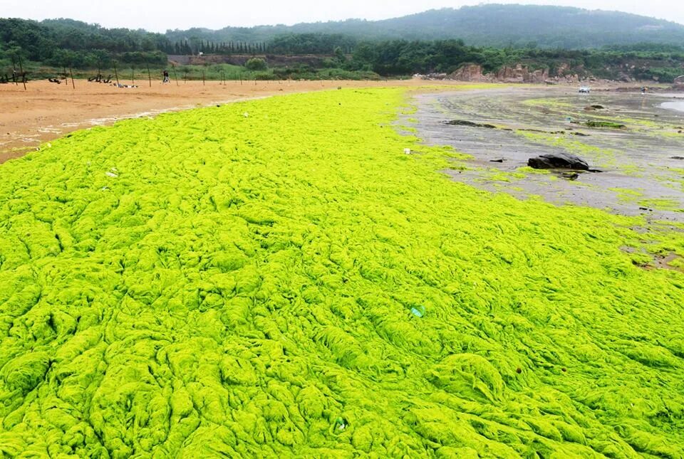 Зеленые водоросли Азовского моря. Зеленые водоросли Анапа. Эвтрофикация моря. Водоросли желтого моря.