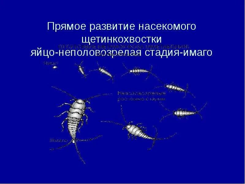 Насекомые с прямым типом развития примеры Типы развития насекомых схема
