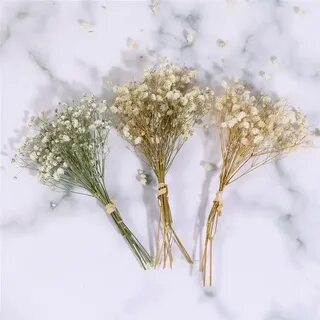 Как сушить гипсофилу