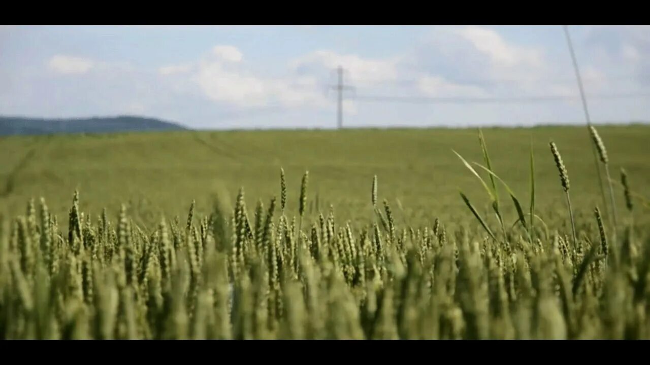 Поле пшеницы. Поле с колосьями. Ржаное поле. Поле колосится.