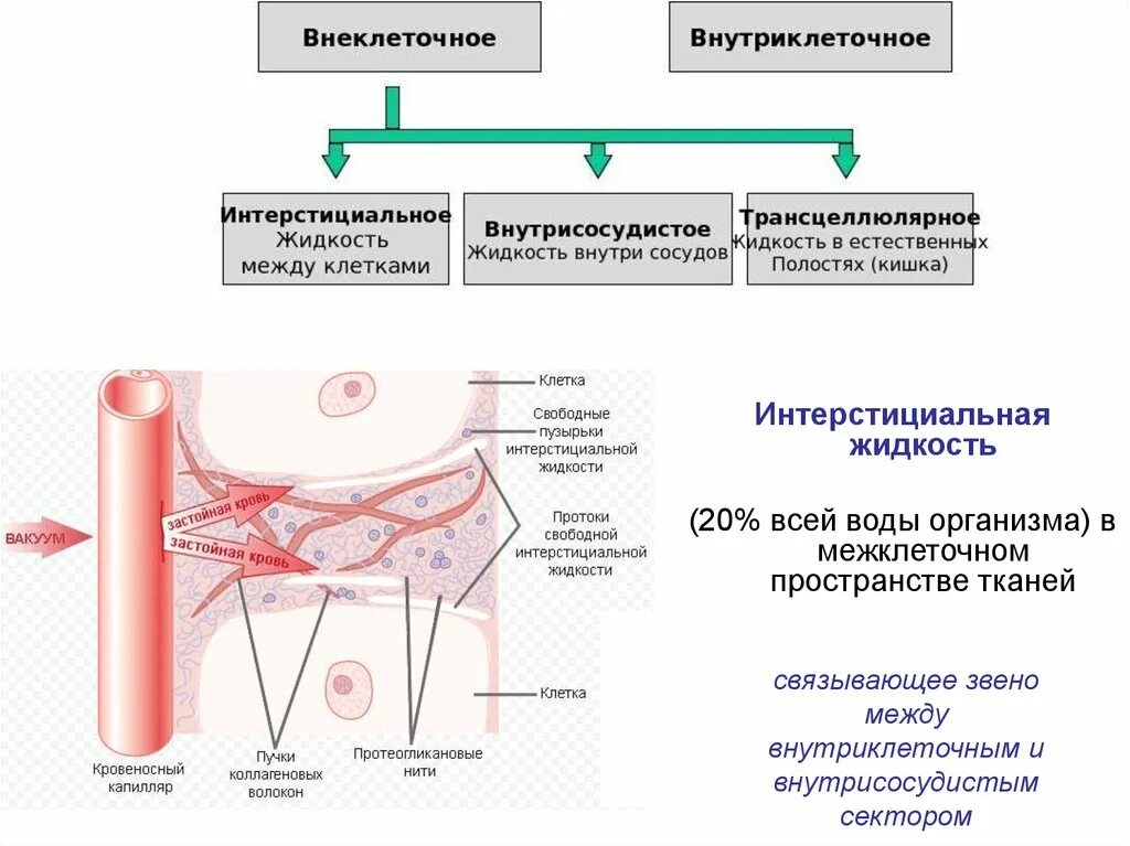 Интерстициальная жидкость. Межклеточная интерстициальная жидкость. Тканевая интерстициальная жидкость. Интерстициальное пространство тканей. Межклеточная вода в организме