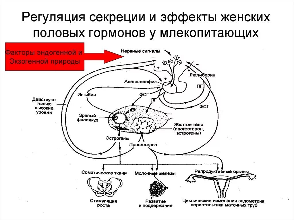 Этапы полового цикла. Регуляция секреции женских гормонов. Регуляция секреции женских половых гормонов гормонов. Механизм регуляции секреции женских половых гормонов. Нейрогуморальная регуляция полового цикла схема.