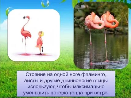 Стих про фламинго