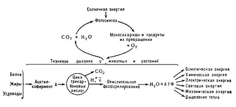 Процесс тканевого дыхания
