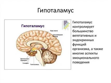 Гипофиз центры