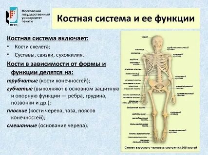 Скелетная система человека органы и функции