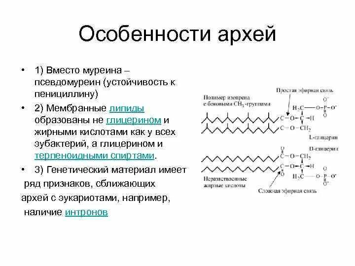 Содержит муреин участие в перемещении кольцевая. Функции муреина. Муреин формула химическая. Липидная мембрана у Архей. Мономер муреина.