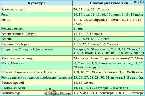 Посадка чеснока осенью календарь 2024 года