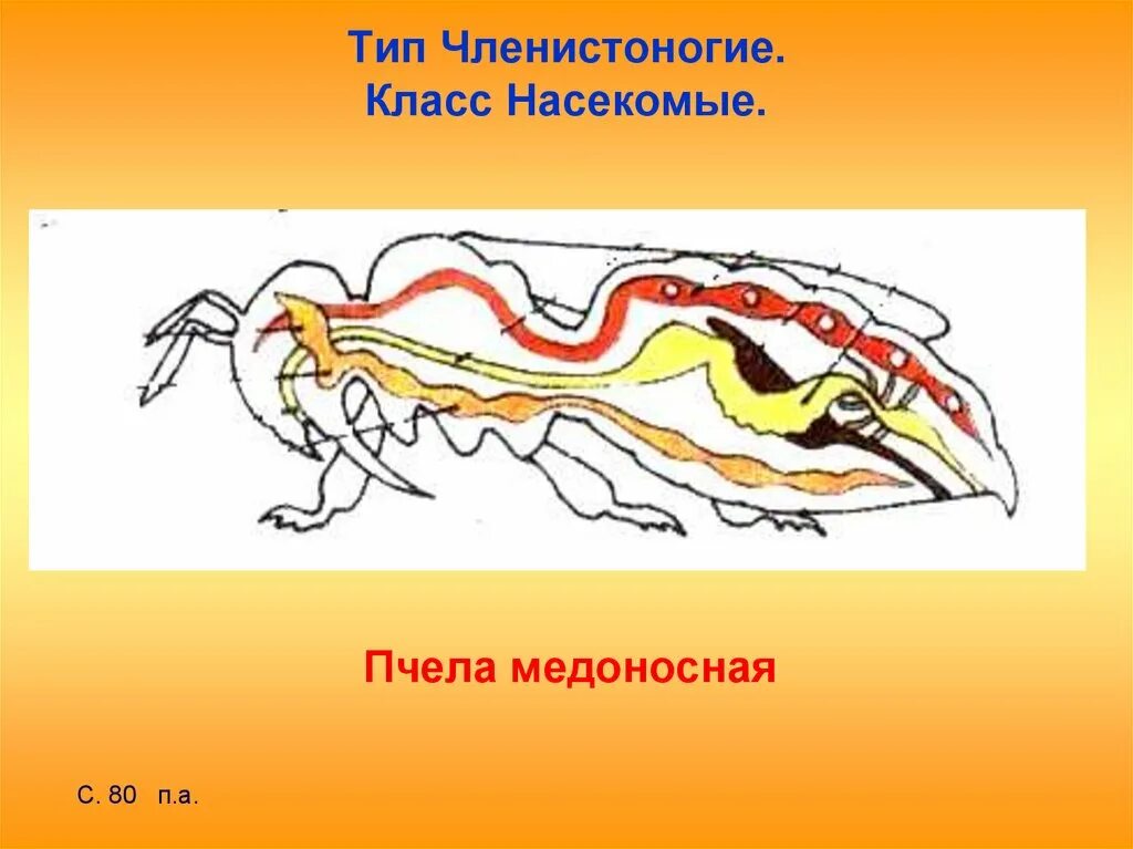 Тип Членистоногие насекомые. Физиология членистоногих. Класс членистоногих. Тип Членистоногие, кл. Насекомые. Какой тип кровеносной системы характерен для членистоногих