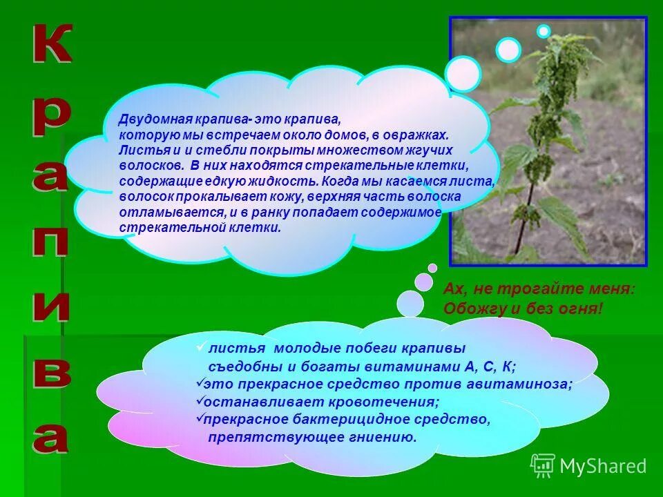 не трогайте меня обожгу и без огня. ах не трогайте меня обожгу и без огня. иголки и булавки вылезают из под лавки. ах не трогайте меня обожгу. картинка ах, не трогайте меня: обожгу и без огня! (крапива).